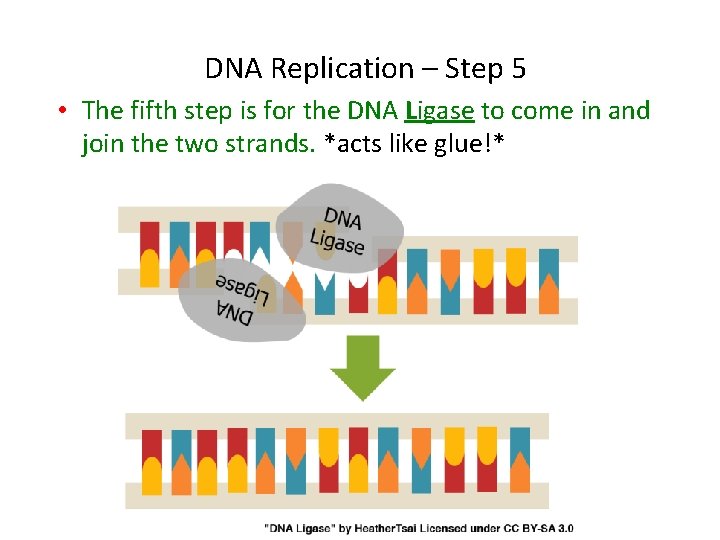 DNA Replication – Step 5 • The fifth step is for the DNA Ligase