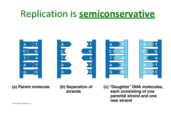 Replication is semiconservative 