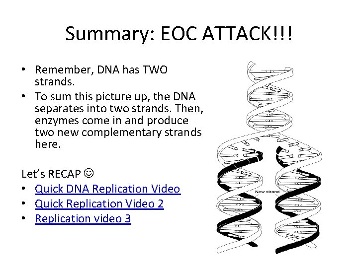 Summary: EOC ATTACK!!! • Remember, DNA has TWO strands. • To sum this picture
