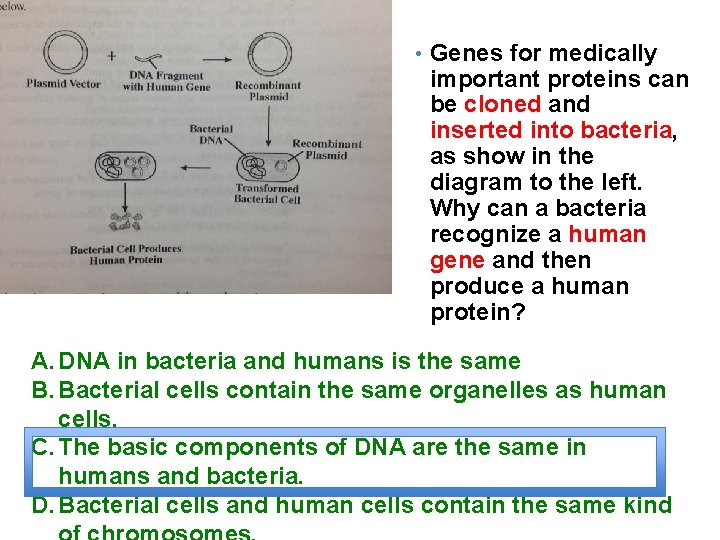  • Genes for medically important proteins can be cloned and inserted into bacteria,