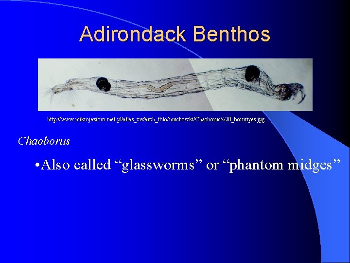 Adirondack Benthos http: //www. mikrojezioro. met. pl/atlas_zw/arch_foto/muchowki/Chaoborus%20_bscuripes. jpg Chaoborus • Also called “glassworms” or