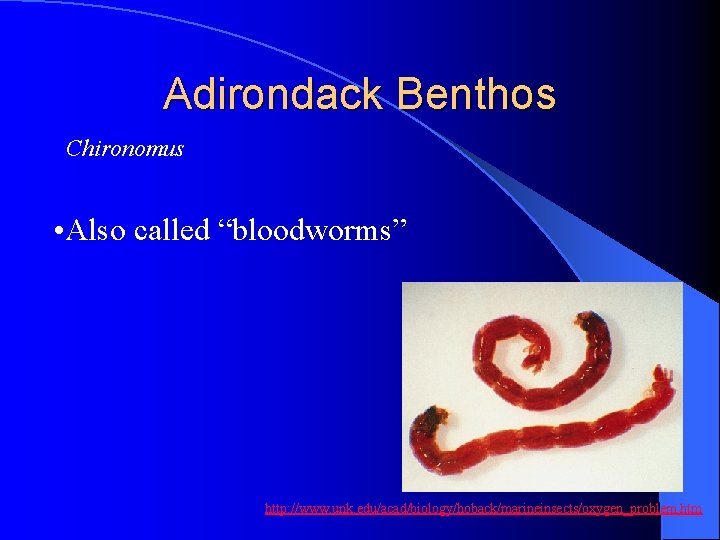 Adirondack Benthos Chironomus • Also called “bloodworms” http: //www. unk. edu/acad/biology/hoback/marineinsects/oxygen_problem. htm 