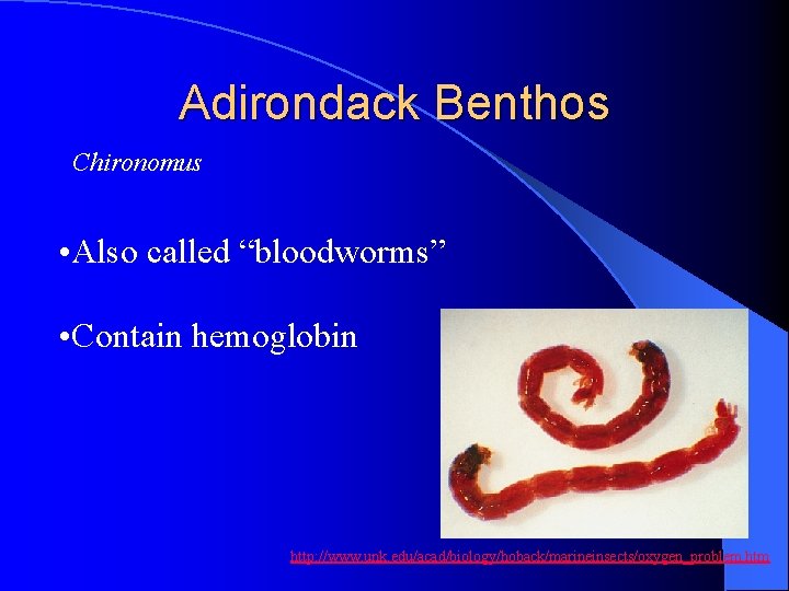 Adirondack Benthos Chironomus • Also called “bloodworms” • Contain hemoglobin http: //www. unk. edu/acad/biology/hoback/marineinsects/oxygen_problem.