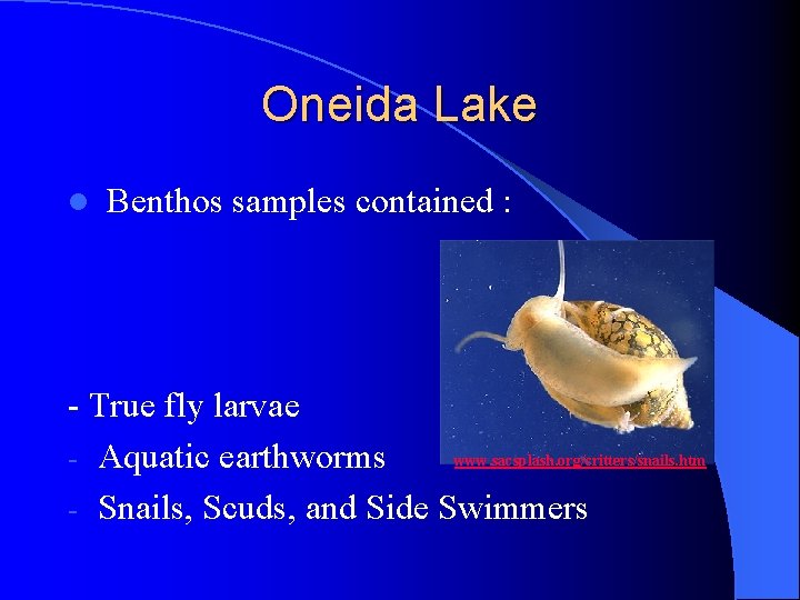 Oneida Lake l Benthos samples contained : - True fly larvae www. sacsplash. org/critters/snails.