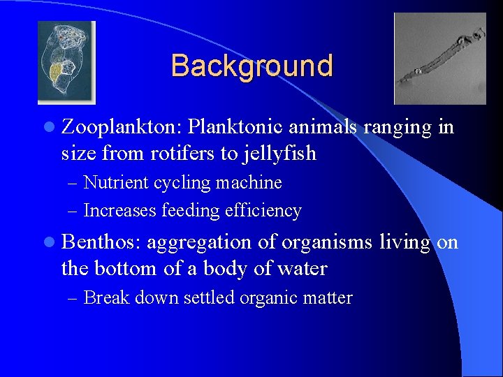 Background l Zooplankton: Planktonic animals ranging in size from rotifers to jellyfish – Nutrient