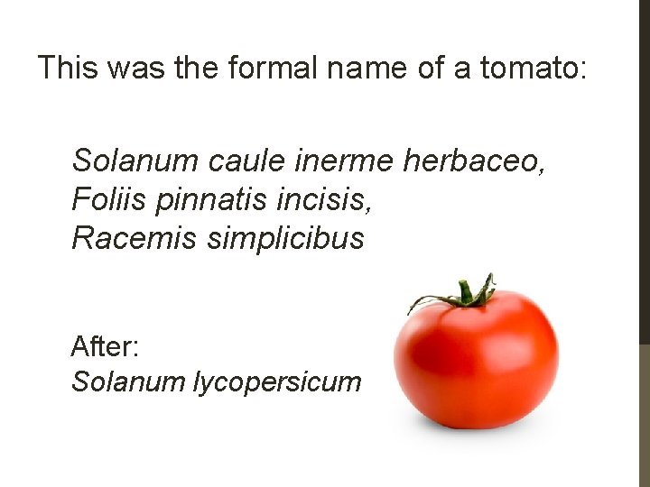 This was the formal name of a tomato: Solanum caule inerme herbaceo, Foliis pinnatis