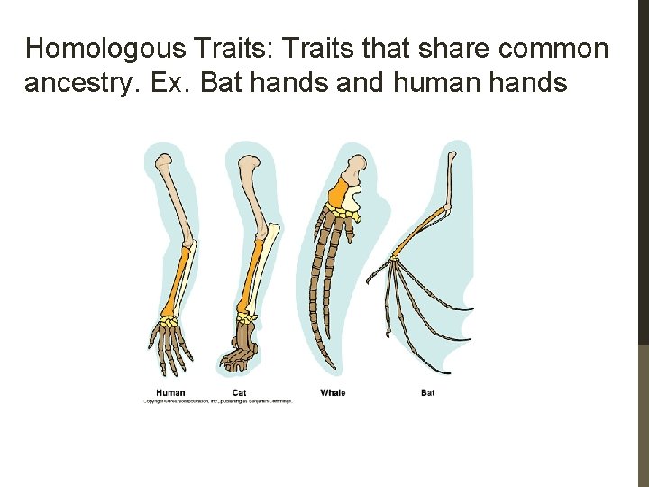 Homologous Traits: Traits that share common ancestry. Ex. Bat hands and human hands 