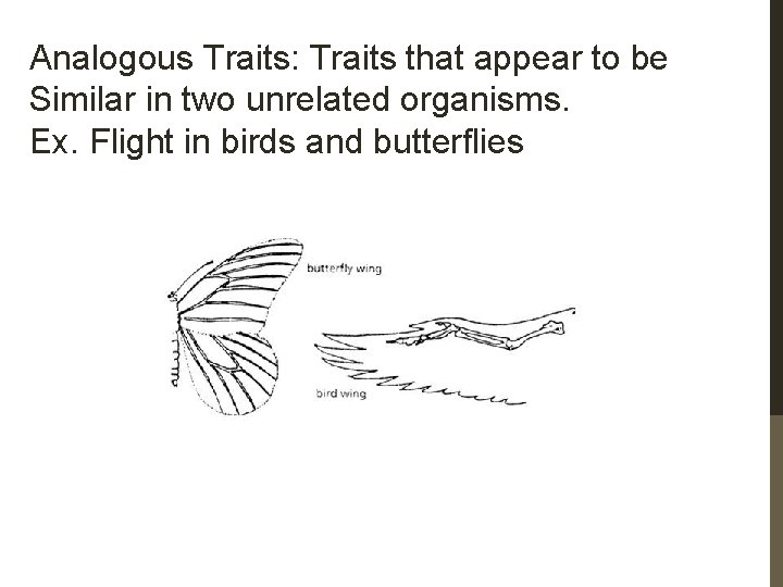 Analogous Traits: Traits that appear to be Similar in two unrelated organisms. Ex. Flight