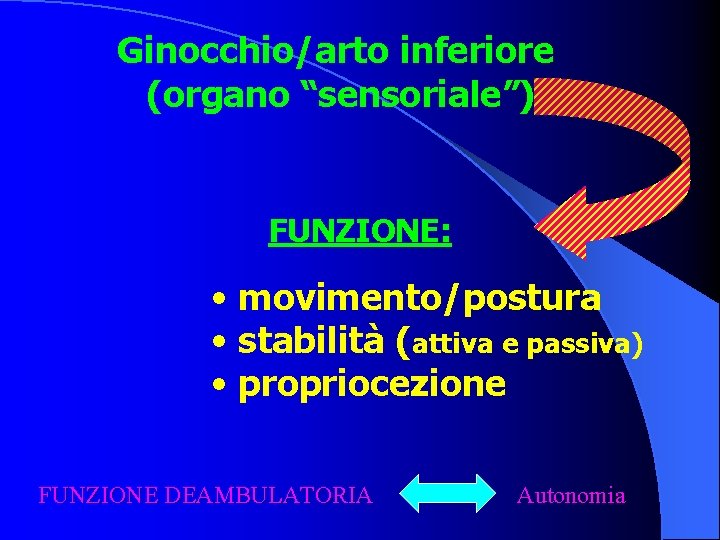Ginocchio/arto inferiore (organo “sensoriale”) FUNZIONE: • movimento/postura • stabilità (attiva e passiva) • propriocezione