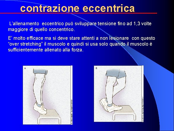 contrazione eccentrica L’allenamento eccentrico può sviluppare tensione fino ad 1, 3 volte maggiore di