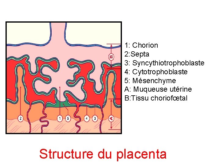 1: Chorion 2: Septa 3: Syncythiotrophoblaste 4: Cytotrophoblaste 5: Mésenchyme A: Muqueuse utérine B: