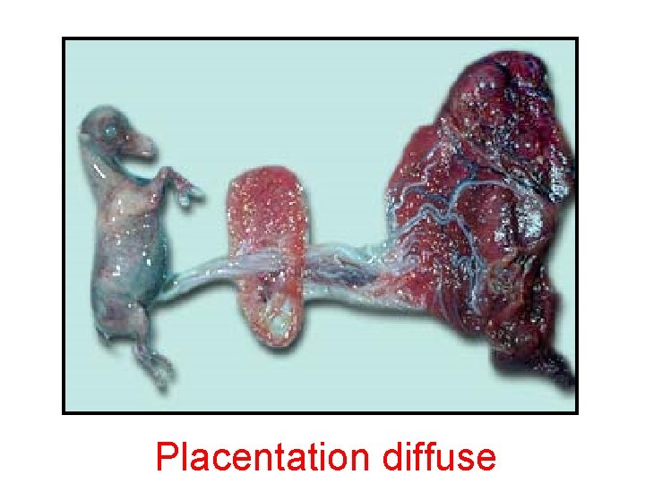 Placentation diffuse 