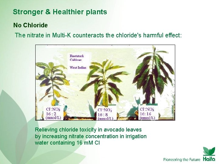Stronger & Healthier plants No Chloride The nitrate in Multi-K counteracts the chloride's harmful