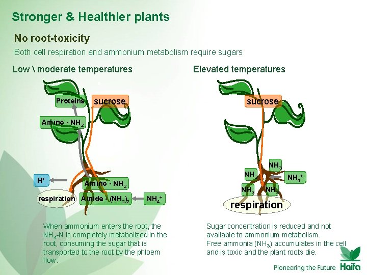 Stronger & Healthier plants No root-toxicity Both cell respiration and ammonium metabolism require sugars