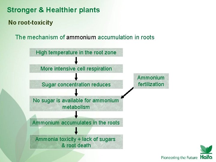 Stronger & Healthier plants No root-toxicity The mechanism of ammonium accumulation in roots High