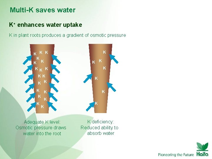 Multi-K saves water K+ enhances water uptake K in plant roots produces a gradient