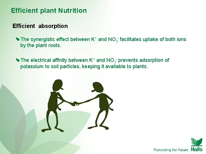 Efficient plant Nutrition Efficient absorption The synergistic effect between K+ and NO 3 -