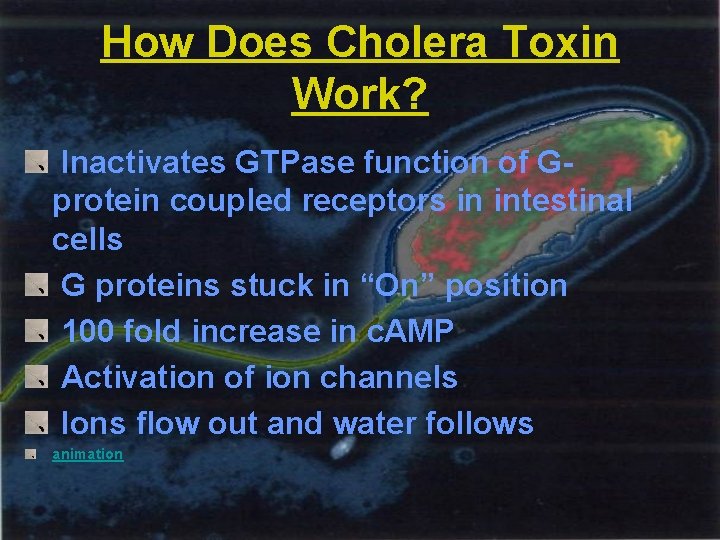 How Does Cholera Toxin Work? Inactivates GTPase function of Gprotein coupled receptors in intestinal