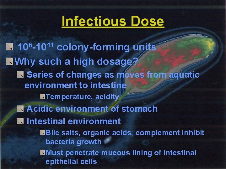 Infectious Dose 106 -1011 colony-forming units Why such a high dosage? Series of changes
