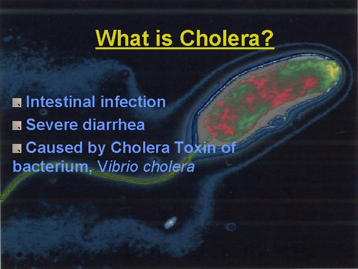 What is Cholera? Intestinal infection Severe diarrhea Caused by Cholera Toxin of bacterium, Vibrio