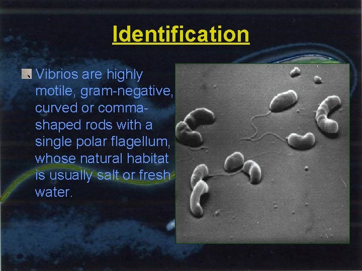 Identification Vibrios are highly motile, gram-negative, curved or commashaped rods with a single polar