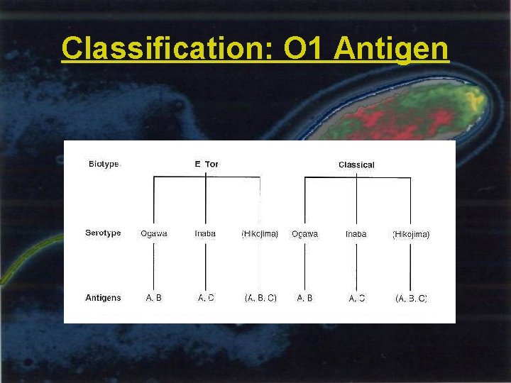 Classification: O 1 Antigen 