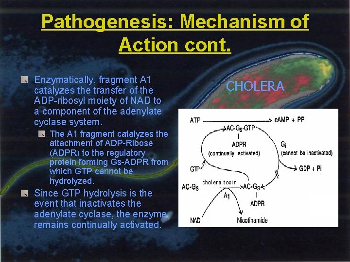 Pathogenesis: Mechanism of Action cont. Enzymatically, fragment A 1 catalyzes the transfer of the