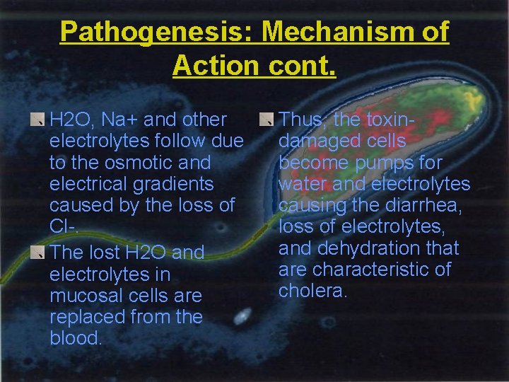 Pathogenesis: Mechanism of Action cont. H 2 O, Na+ and other electrolytes follow due