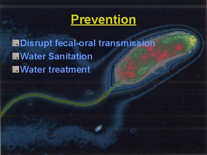 Prevention Disrupt fecal-oral transmission Water Sanitation Water treatment 
