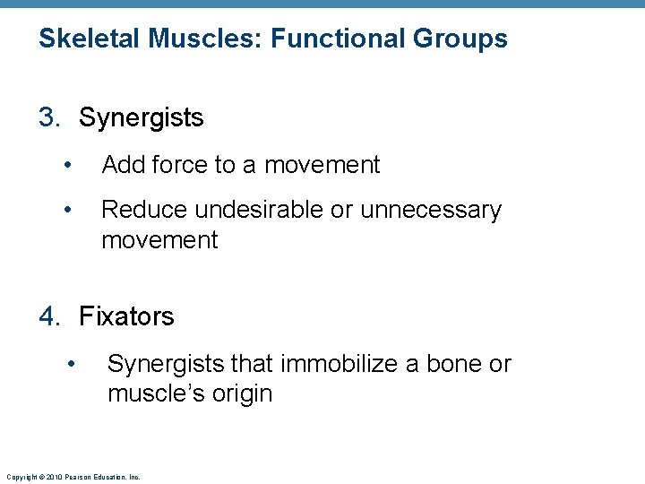 Skeletal Muscles: Functional Groups 3. Synergists • Add force to a movement • Reduce