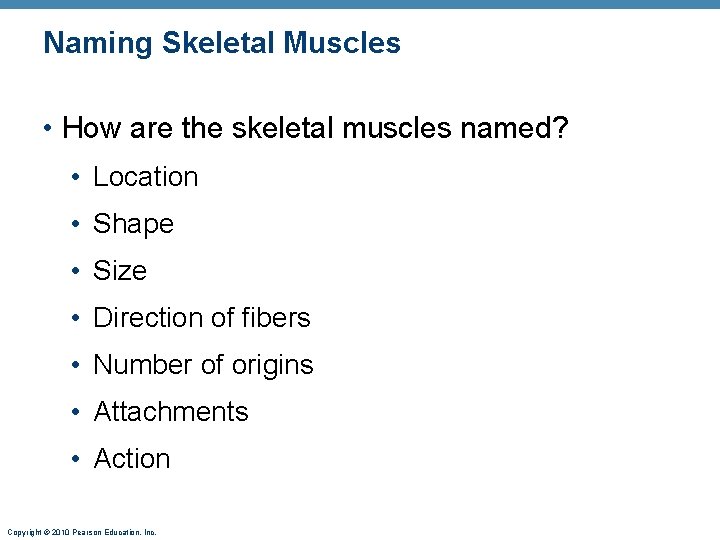 Naming Skeletal Muscles • How are the skeletal muscles named? • Location • Shape