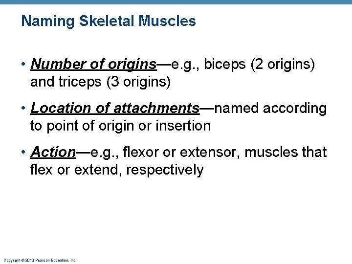 Naming Skeletal Muscles • Number of origins—e. g. , biceps (2 origins) and triceps