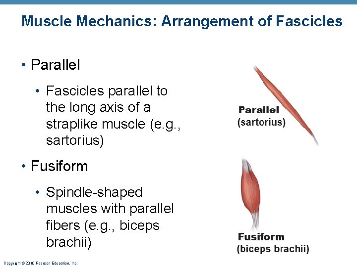 Muscle Mechanics: Arrangement of Fascicles • Parallel • Fascicles parallel to the long axis