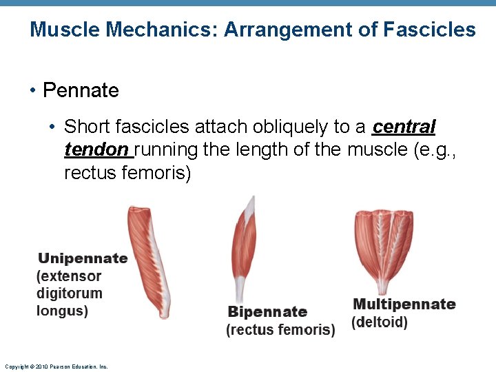 Muscle Mechanics: Arrangement of Fascicles • Pennate • Short fascicles attach obliquely to a