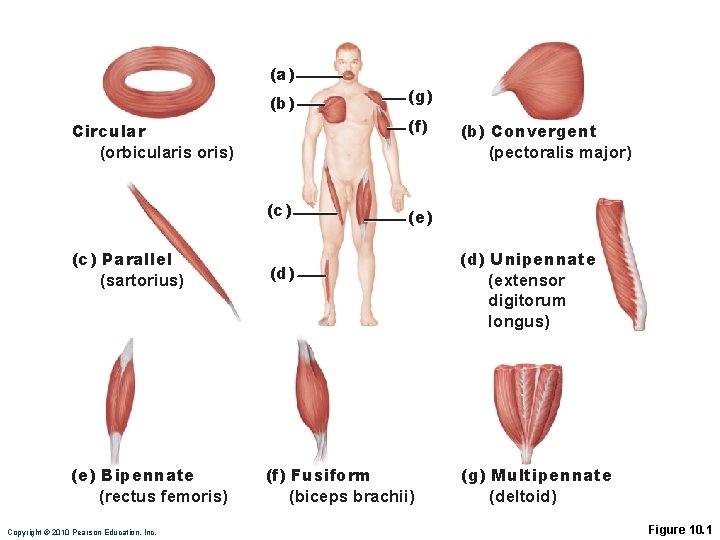 (a) (b) Circular (orbicularis oris) (c) (g) (f) (e) (c) Parallel (sartorius) (d) (e)