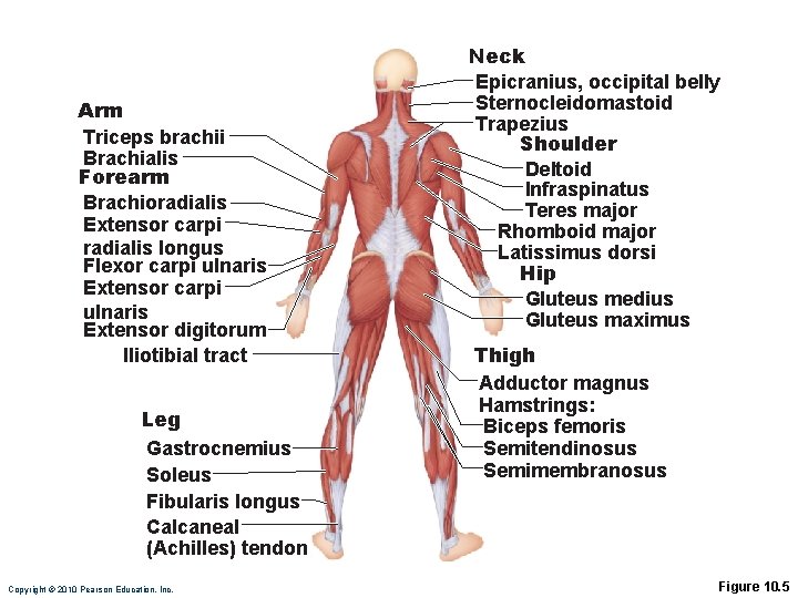 Arm Triceps brachii Brachialis Forearm Brachioradialis Extensor carpi radialis longus Flexor carpi ulnaris Extensor