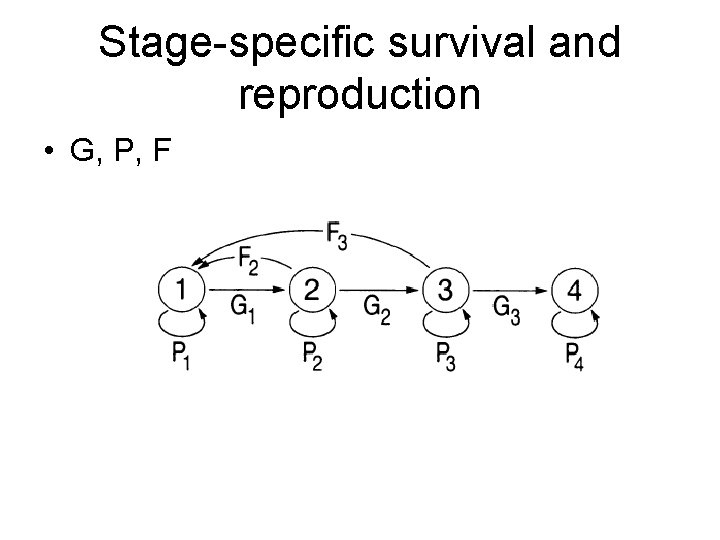 Stage-specific survival and reproduction • G, P, F 