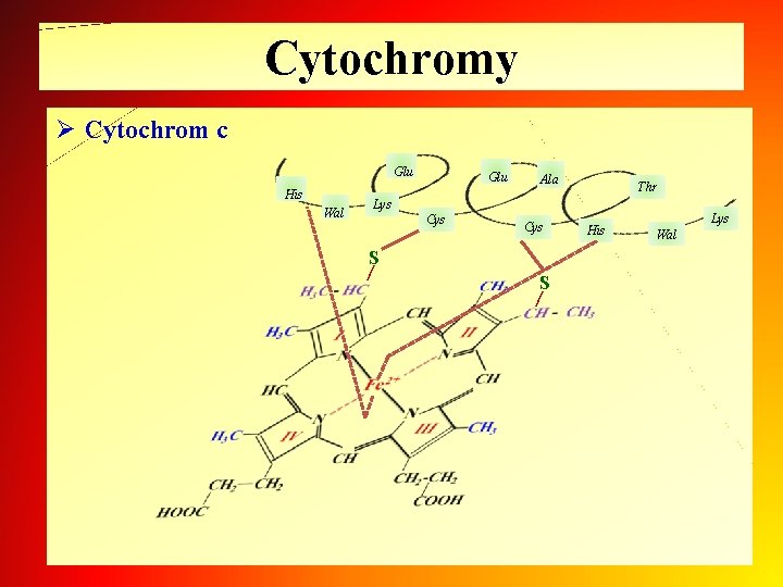 Cytochromy Ø Cytochrom c Glu His Wal Glu Ala Thr Lys Cys S |