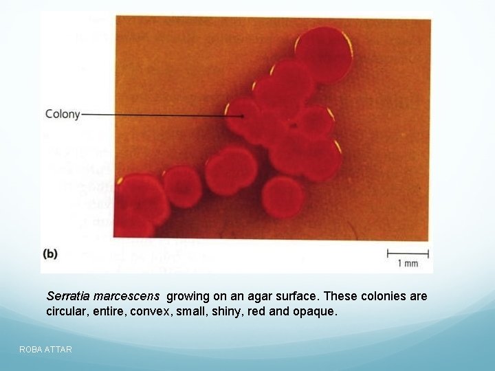 Serratia marcescens growing on an agar surface. These colonies are circular, entire, convex, small,