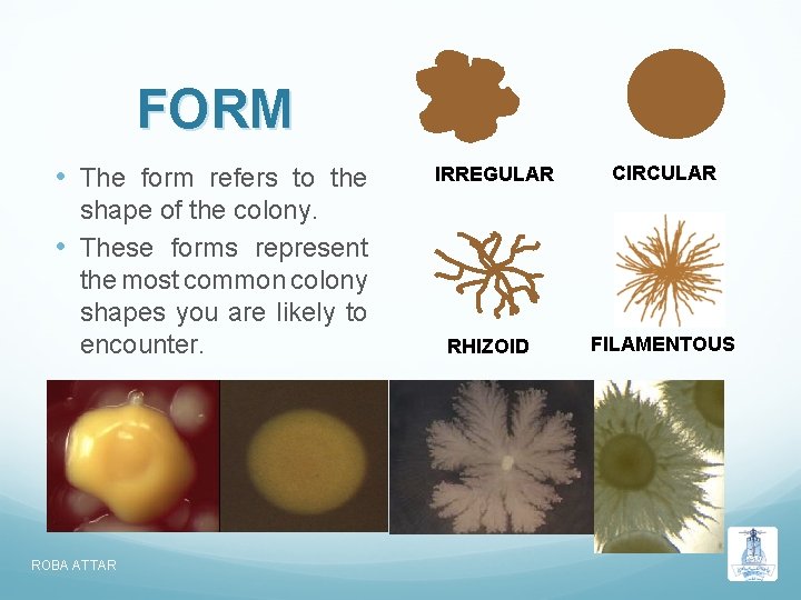  FORM • The form refers to the shape of the colony. • These