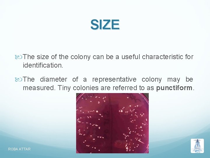 SIZE The size of the colony can be a useful characteristic for identification. The SIZE The size of the colony can be a useful characteristic for identification. The