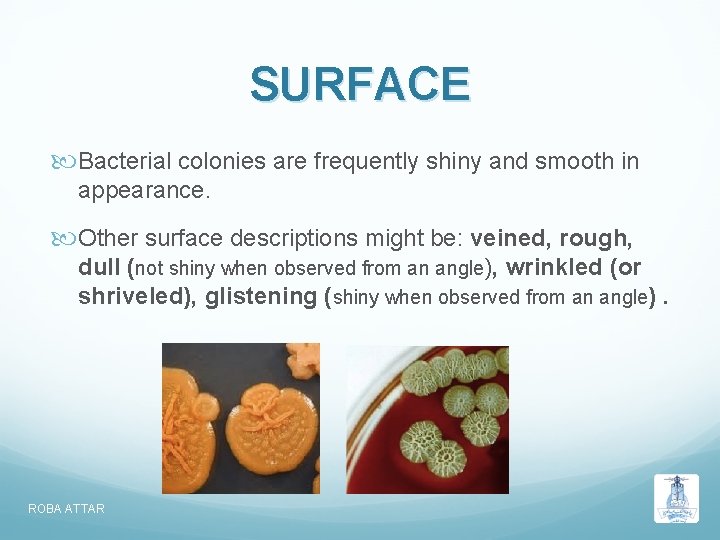 SURFACE Bacterial colonies are frequently shiny and smooth in appearance. Other surface descriptions might