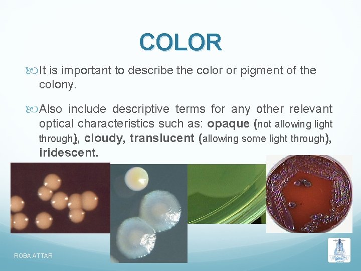 COLOR It is important to describe the color or pigment of the colony. Also COLOR It is important to describe the color or pigment of the colony. Also