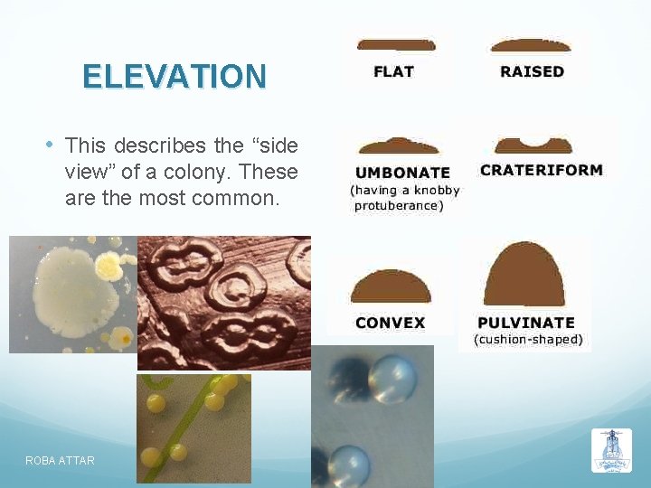 ELEVATION • This describes the “side view” of a colony. These are the most