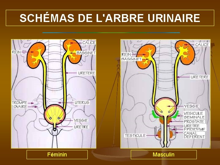 SCHÉMAS DE L'ARBRE URINAIRE Féminin Masculin 