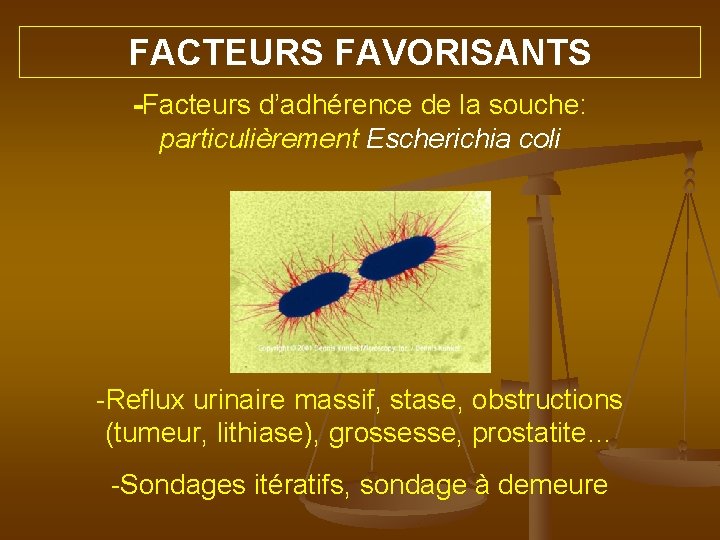 FACTEURS FAVORISANTS -Facteurs d’adhérence de la souche: particulièrement Escherichia coli -Reflux urinaire massif, stase,