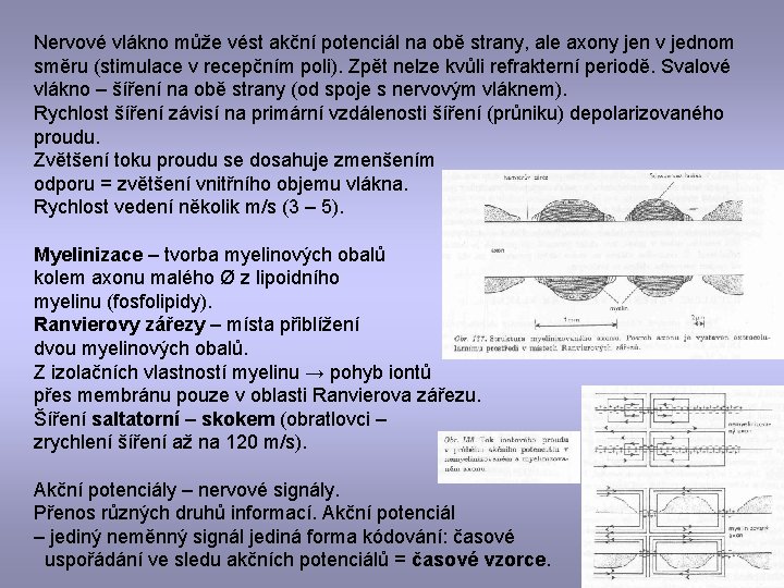 Nervové vlákno může vést akční potenciál na obě strany, ale axony jen v jednom