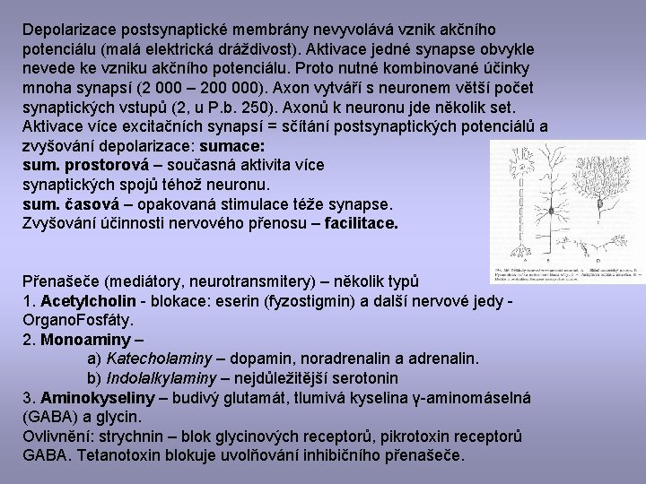 Depolarizace postsynaptické membrány nevyvolává vznik akčního potenciálu (malá elektrická dráždivost). Aktivace jedné synapse obvykle