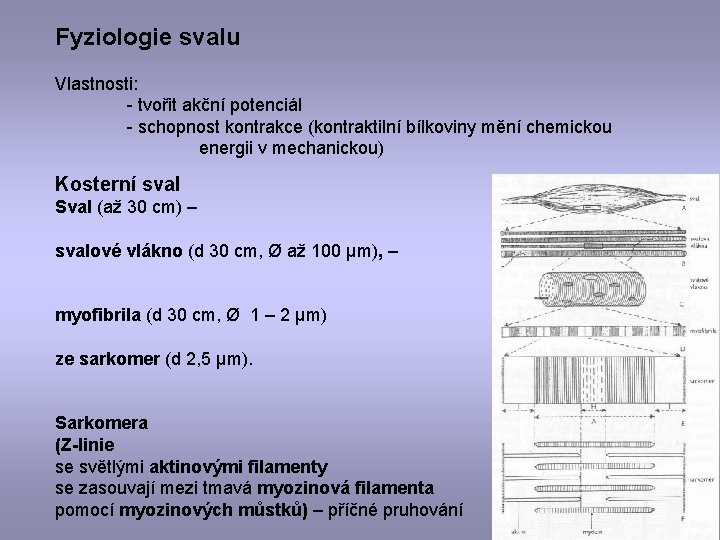 Fyziologie svalu Vlastnosti: - tvořit akční potenciál - schopnost kontrakce (kontraktilní bílkoviny mění chemickou
