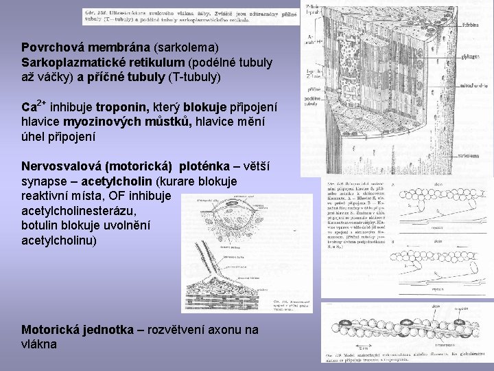 Povrchová membrána (sarkolema) Sarkoplazmatické retikulum (podélné tubuly až váčky) a příčné tubuly (T-tubuly) Ca